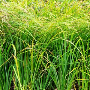 Carex riparia  ---